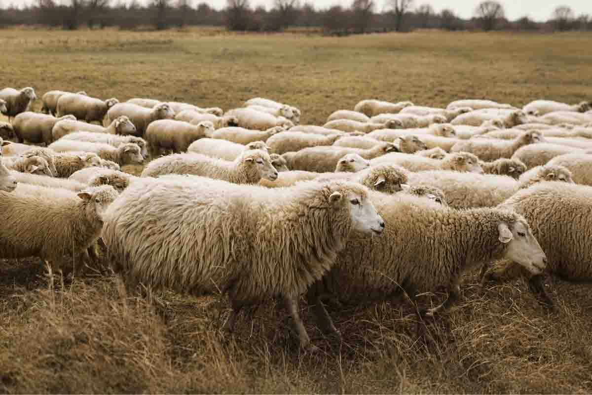 100% Australian wool fiber